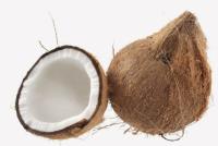* COCONUT w. TAIL - 1